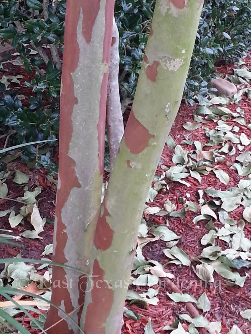 crape myrtle bark